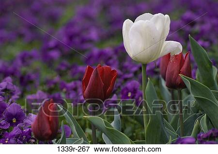 Stock Photo - Close-up of tulips. Fotosearch