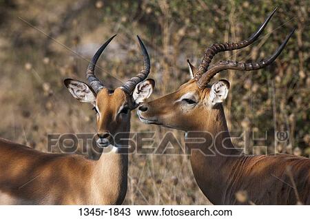 Close-up of two impalas (Aepyceros melampus), Savuti Channel, Linyanti, Botswana View Large Photo Image Stock Image - Close-up of two impalas (Aepyceros melampus), Savuti Channel, Linyanti, Botswana. Fotosearch