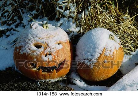 Close-up of two jack o' lanterns covered with snow View Large Photo Image Stock Photo - Close-up of two jack o' lanterns covered with snow. Fotosearch