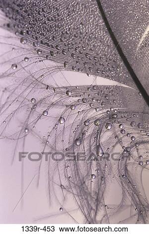 Close-up of water droplets on a feather View Large Photo Image Stock Image - Close-up of water droplets on a feather. Fotosearch