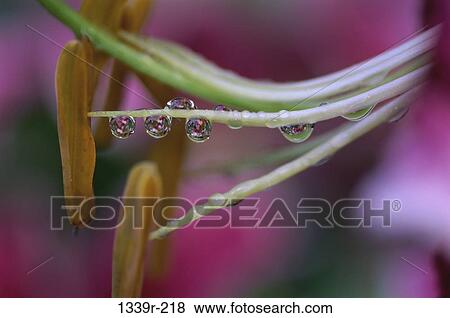 Close-up of water droplets on a Stargazer lily View Large Photo Image Stock Photo - Close-up of water droplets on a Stargazer lily. Fotosearch