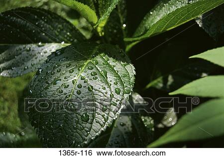 Close-up of water drops on a leaf View Large Photo Image Stock Photograph - Close-up of water drops on a leaf. Fotosearch