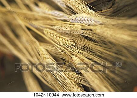 Close-up of wheat View Large Photo Image Picture - Close-up of wheat. Fotosearch