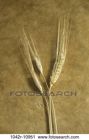 Close-up of wheat View Large Photo Image Stock Image - Close-up of wheat. Fotosearch