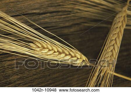 Close-up of wheat View Large Photo Image Stock Photo - Close-up of wheat. Fotosearch