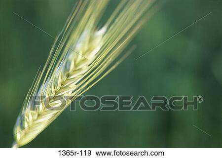 Close-up of wheat View Large Photo Image Stock Photo - Close-up of wheat. Fotosearch
