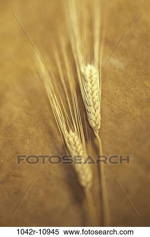 Close-up of wheat View Large Photo Image Stock Photography - Close-up of wheat. Fotosearch
