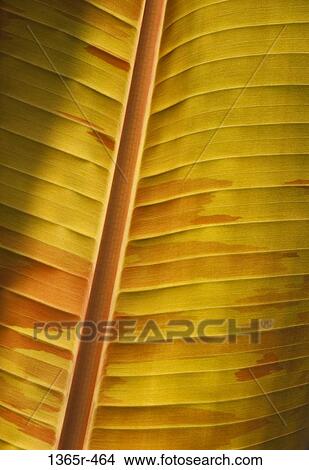 Close up of yellow leaf View Large Photo Image Picture - Close up of yellow leaf. Fotosearch