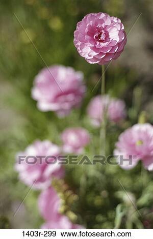 Close-up of zinnia flowers View Large Photo Image Stock Photo - Close-up of zinnia flowers. Fotosearch