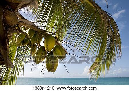 Coconut on a tree, Dos Mosquises Islands, Los Roques National Park, Los Roques, Venezuela View Large Photo Image Stock Image - Coconut on a tree, Dos Mosquises Islands, Los Roques National Park, Los Roques, Venezuela. Fotosearch