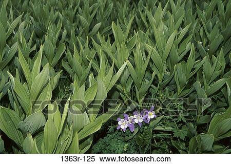 Columbines in a field View Large Photo Image Stock Photography - Columbines in a field. Fotosearch