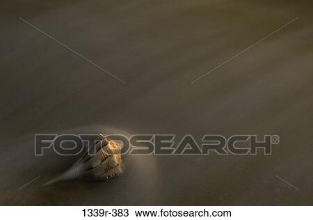Conch shell on the beach View Large Photo Image Stock Image - Conch shell on the beach. Fotosearch