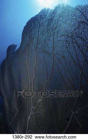 Coral underwater View Large Photo Image Stock Image - Coral underwater. Fotosearch