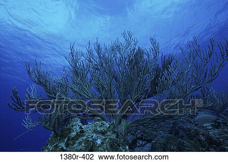 Coral underwater View Large Photo Image Stock Image - Coral underwater. Fotosearch