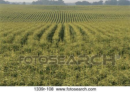 Stock Photo - Cornfield, Maryland, USA. Fotosearch