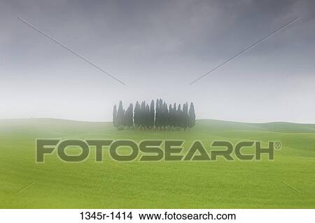 Cypress trees in a field, San Quirico d'Orcia, Val d'Orcia, Siena province, Tuscany, Italy View Large Photo Image Picture - Cypress trees in a field, San Quirico d'Orcia, Val d'Orcia, Siena province, Tuscany, Italy. Fotosearch