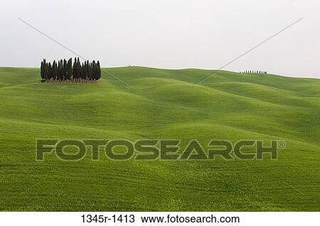 Cypress trees in a field, San Quirico d'Orcia, Val d'Orcia, Siena province, Tuscany, Italy View Large Photo Image Stock Image - Cypress trees in a field, San Quirico d'Orcia, Val d'Orcia, Siena province, Tuscany, Italy. Fotosearch