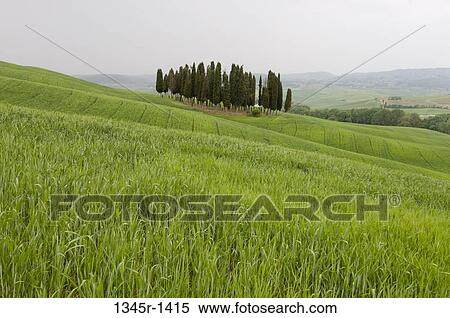 Cypress trees in a field, San Quirico d'Orcia, Val d'Orcia, Siena province, Tuscany, Italy View Large Photo Image Stock Photography - Cypress trees in a field, San Quirico d'Orcia, Val d'Orcia, Siena province, Tuscany, Italy. Fotosearch