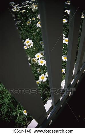 Stock Photo - Daisies behind a fence. Fotosearch
