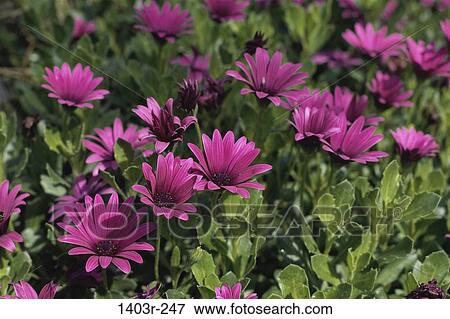 Daisies in a field View Large Photo Image Stock Photo - Daisies in a field. Fotosearch