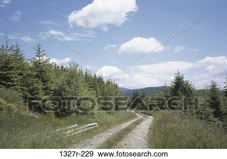 Stock Photo - Dirt road passing through a landscape, Jeseniky Mountains, Czech Republic. Fotosearch