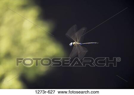 Stock Photo - Dragonfly in flight. Fotosearch