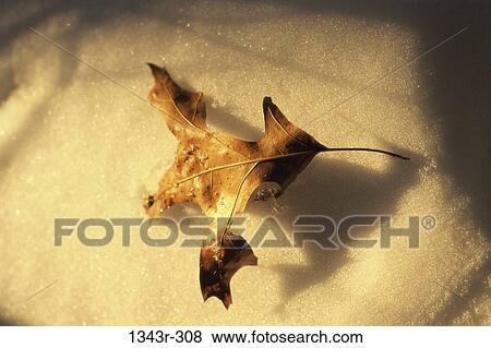 Dry leaf in the snow View Large Photo Image Stock Photo - Dry leaf in the snow. Fotosearch