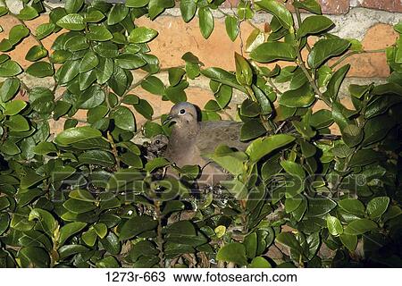 Eared Doves in a bush View Large Photo Image Stock Image - Eared Doves in a bush. Fotosearch