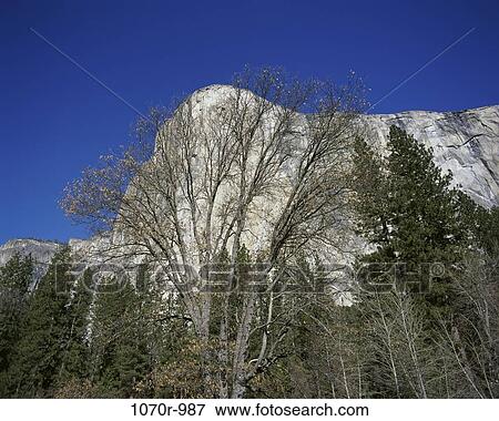 El Capitan, Yosemite National Park, California, USA View Large Photo Image Stock Photo - El Capitan, Yosemite National Park, California, USA. Fotosearch