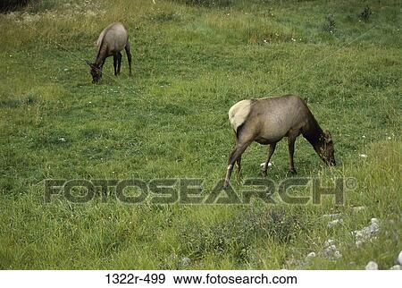 Elk grazing in a field, Jasper National Park, Alberta, Canada View Large Photo Image Stock Photo - Elk grazing in a field, Jasper National Park, Alberta, Canada. Fotosearch
