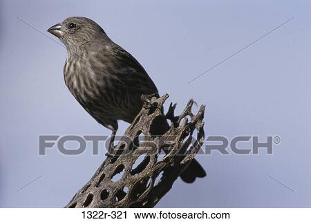 Female House Finch on a tree stump View Large Photo Image Stock Image - Female House Finch on a tree stump. Fotosearch