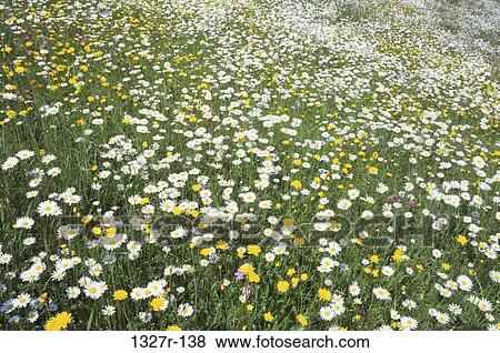 Field of daisies View Large Photo Image Stock Photo - Field of daisies. Fotosearch