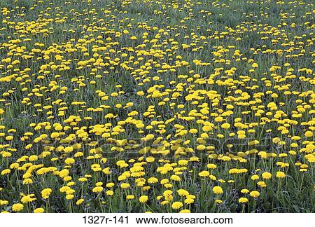Field of dandelions View Large Photo Image Stock Image - Field of dandelions. Fotosearch