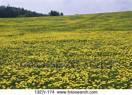 Field of flowers on a hill View Large Photo Image Picture - Field of flowers on a hill. Fotosearch