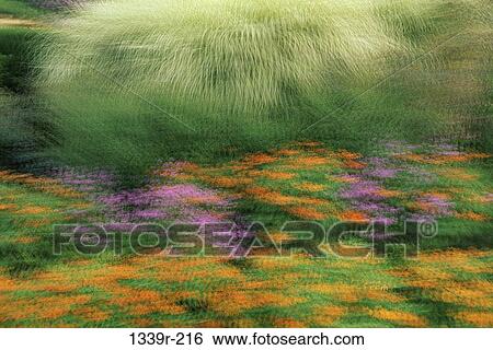 Field of flowers View Large Photo Image Stock Photograph - Field of flowers. Fotosearch