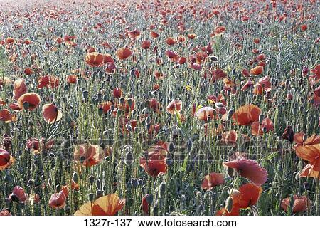 Field of Red Poppies View Large Photo Image Stock Photo - Field of Red Poppies. Fotosearch