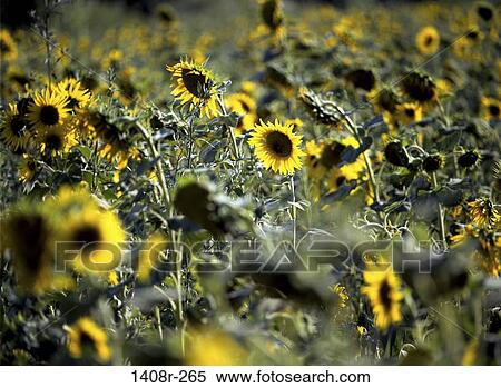 Field of sunflowers, Sault, France View Large Photo Image Stock Photography - Field of sunflowers, Sault, France. Fotosearch