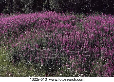 Fireweed in a field View Large Photo Image Stock Image - Fireweed in a field. Fotosearch
