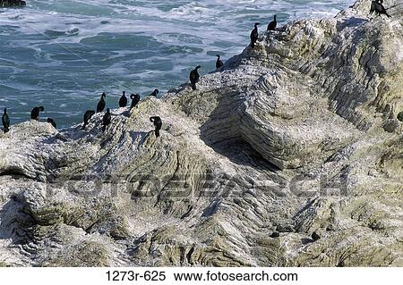 Flock of Double-crested Cormorants, California, USA View Large Photo Image Stock Photography - Flock of Double-crested Cormorants, California, USA. Fotosearch