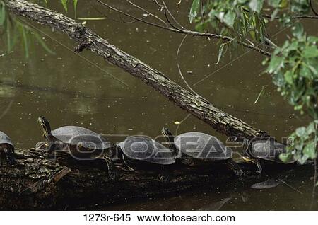 Florida Red-bellied Cooter Turtles, New Orleans Zoo, New Orleans, Louisiana, USA (Pseudemys nelsoni) View Large Photo Image Stock Photography - Florida Red-bellied Cooter Turtles, New Orleans Zoo, New Orleans, Louisiana, USA (Pseudemys nelsoni). Fotosearch