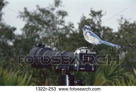 Stock Image - Florida Scrub-Jay on a camera. Fotosearch
