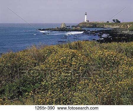 Flowering plants at Pigeon Point Lighthouse, Pigeon Point Light Station State Historic Park, California, USA View Large Photo Image Stock Image - Flowering plants at Pigeon Point Lighthouse, Pigeon Point Light Station State Historic Park, California, USA. Fotosearch