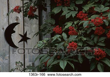 Flowering plants growing at a 19th Century outhouse View Large Photo Image Stock Photograph - Flowering plants growing at a 19th Century outhouse. Fotosearch