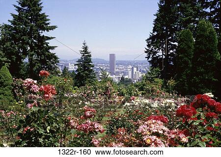 Flowering plants, Portland, Oregon, USA View Large Photo Image Stock Image - Flowering plants, Portland, Oregon, USA. Fotosearch