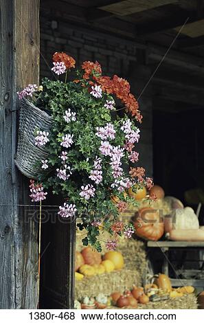 Flowers hanging on a wooden door View Large Photo Image Stock Photo - Flowers hanging on a wooden door. Fotosearch