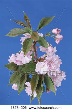 Flowers of a Cherry Tree View Large Photo Image Stock Photograph - Flowers of a Cherry Tree. Fotosearch