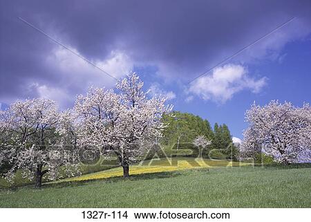Flowers on trees blossoming in spring, Czech Republic View Large Photo Image Picture - Flowers on trees blossoming in spring, Czech Republic. Fotosearch