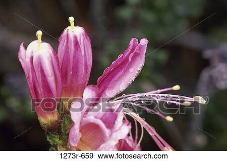 Fly Sticker plant View Large Photo Image Stock Photo - Fly Sticker plant. Fotosearch