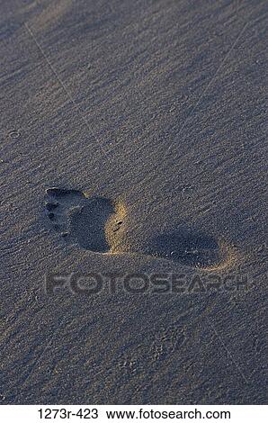 Footprint of a person's foot in the sand on the beach, Choco, Colombia View Large Photo Image Stock Image - Footprint of a person's foot in the sand on the beach, Choco, Colombia. Fotosearch