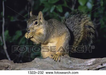 Fox Squirrel, Texas, USA View Large Photo Image Stock Image - Fox Squirrel, Texas, USA. Fotosearch